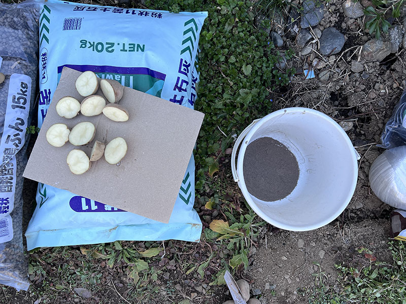 切ったジャガイモの種芋と草木灰
