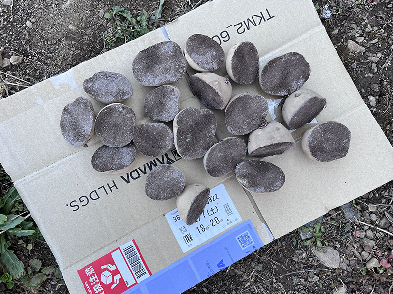 切り口に草木灰を付けた種芋