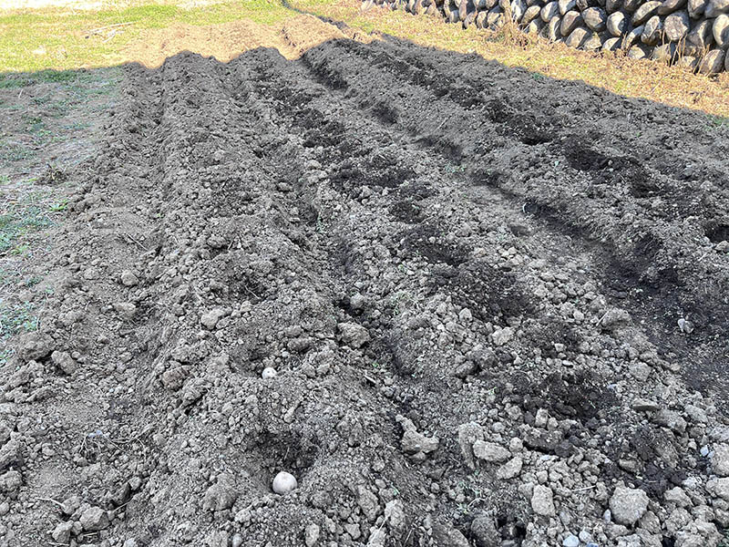 ジャガイモの種芋を植え付けているところ