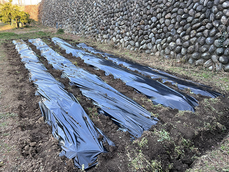 畑にマルチをかけたところ