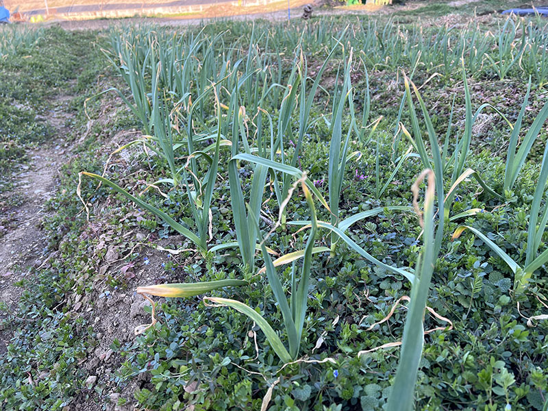 成長したニンニク