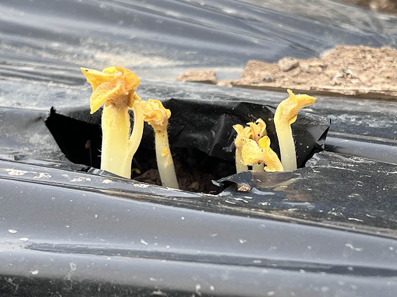 芽が出始めたジャガイモ