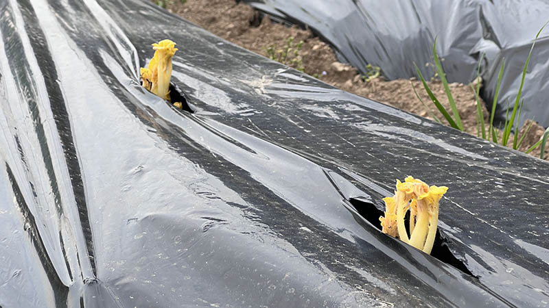 芽が出てきたジャガイモ