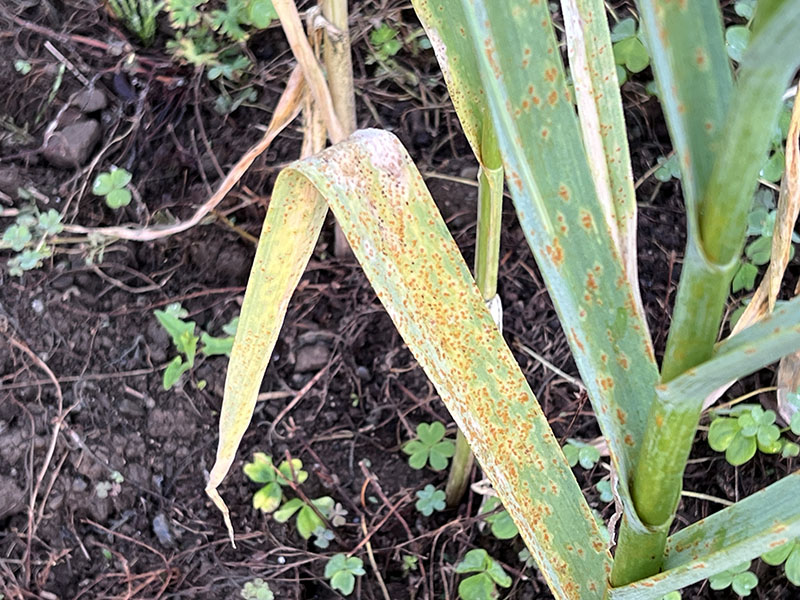さび病にかかったニンニク