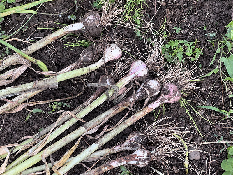 収穫したホワイト種