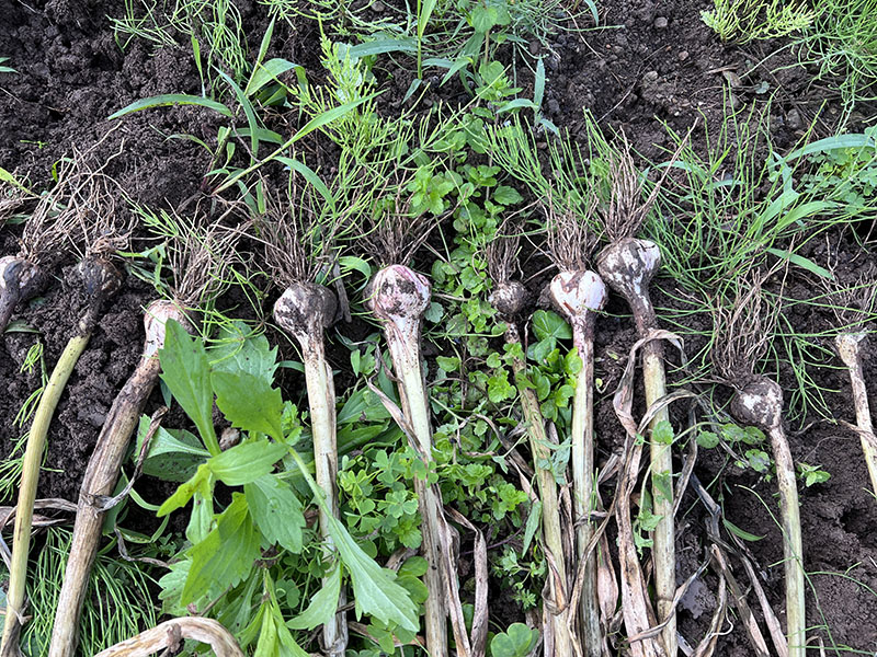 収穫したニンニク嘉定種