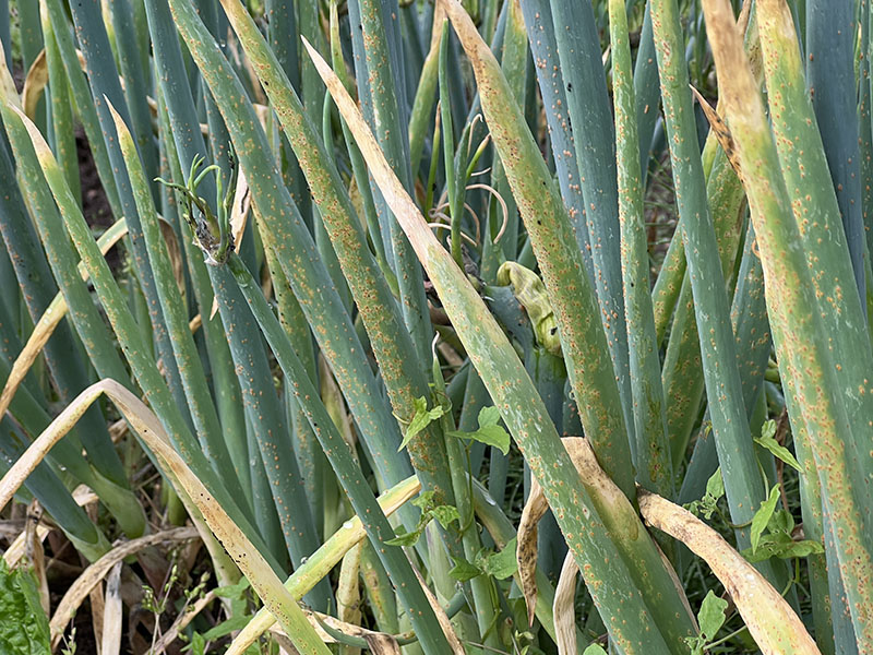 さび病に感染したネギ