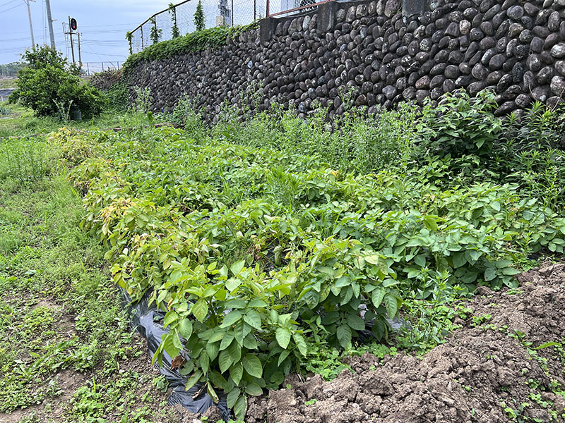 じゃがいもの葉