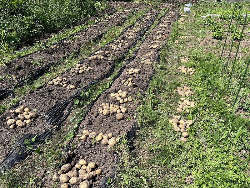収穫して乾燥中のジャガイモ